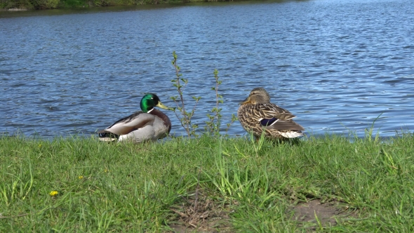 A Couple of Ducks on the River Bank in the Summer.