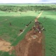 Milk cow herd in Brazil farm - VideoHive Item for Sale