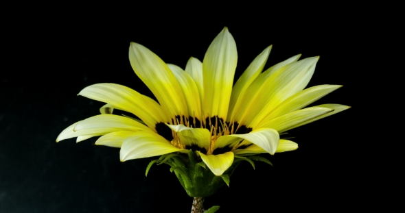 Yellow Flower Blossom on Dark Background