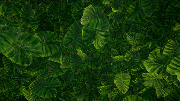 Green Leaves Background alt