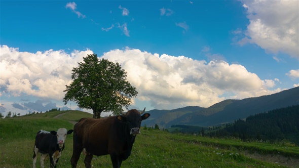 Mountainous Landscape with a Lonely Tree and Walking Cows