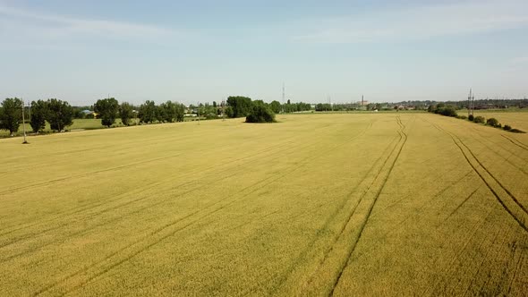 Wheat Field. Golden Ears of Wheat on the Field. Wheat Field Aerial View.