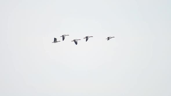 Flock of Wild Geese Flying in V-shape on Blue Sky