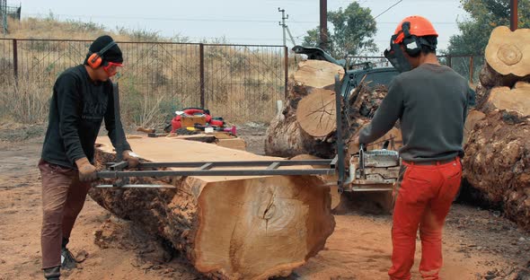 Lumberjack cutting tree trunk with giant chainsaw to make wooden planks