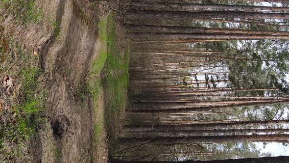 Vertical Video of a Road in the Forest Slow Motion