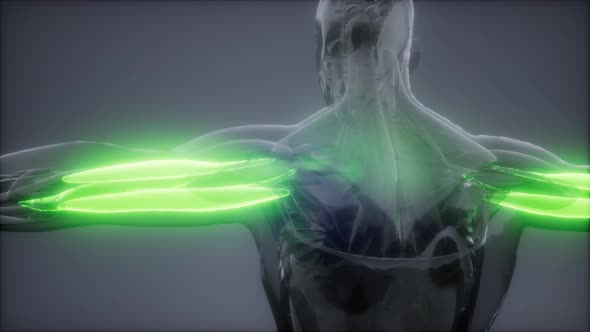 Triceps - Visible Muscle Anatomy Map alt