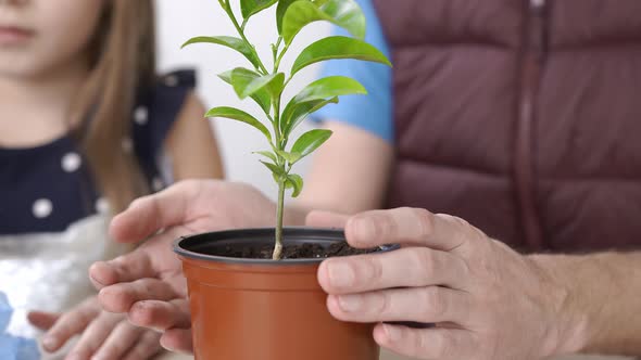 Close Up Father and Daughter Transplanted Indoor Plant Mandarin Little Girl Puts Earth in the Pot