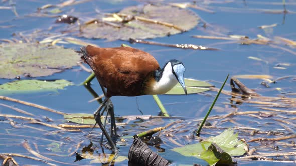 African jacana walks in a shallow lake searching for food