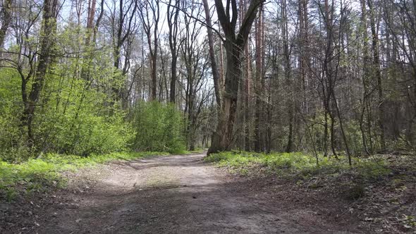 Aerial View of the Road Inside the Forest