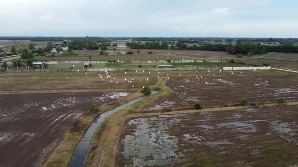 Aerial egret birds flt at wetland