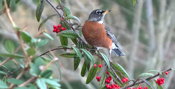 American Robin On Berry Tree