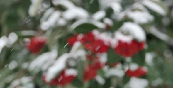 Windy Snow On Red Berries With Green Leaves