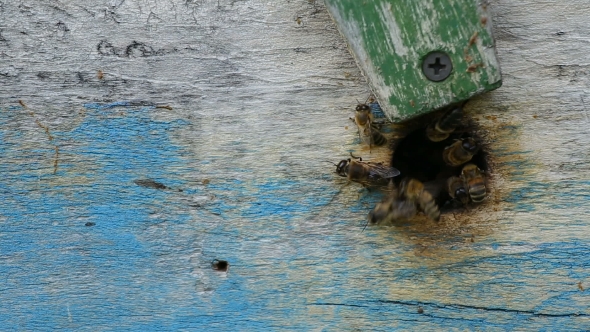 Bees Fly Out of the Hive To Collect Honey