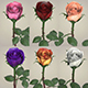 Rose Flower Collection - 3DOcean Item for Sale