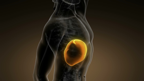 Anatomy Scan of Human Liver alt