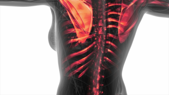 Human Body with Visible Skeletal Bones alt