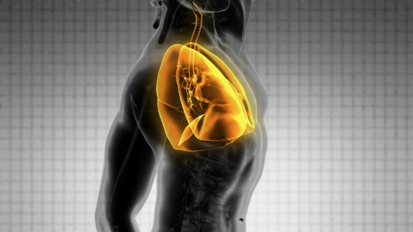 Human Body with Visible Lungs alt