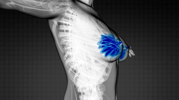 Human Body with Visible Glow Mammary Gland alt