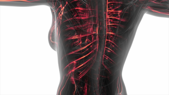 Human Body with Glow Blood Vessels alt
