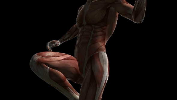 Human Muscle Anatomy alt