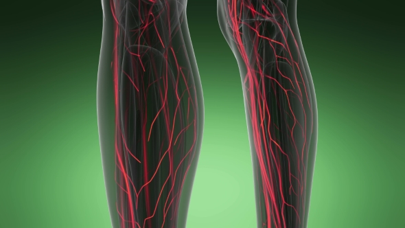 Human Body with Glow Blood Vessels alt