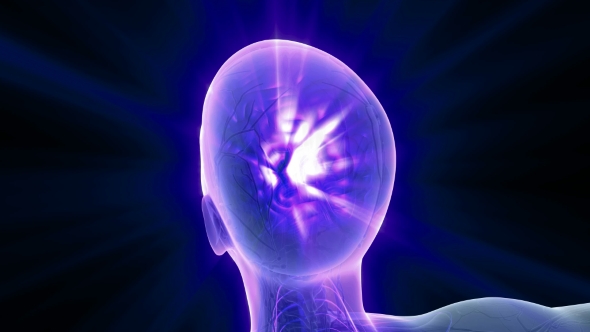 Anatomy of Human Brain alt