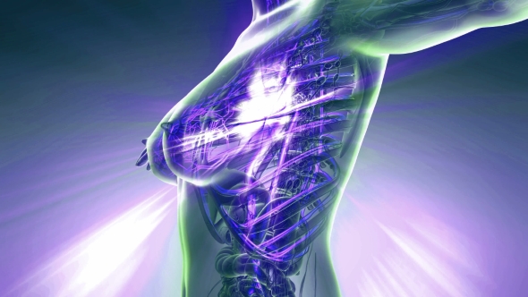 Human Body with Glow Blood Vessels alt