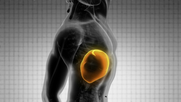 Anatomy Scan of Human Liver alt