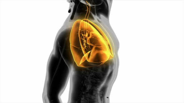 Human Body with Visible Lungs alt