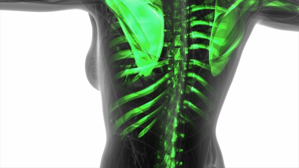 Human Body with Visible Skeletal Bones alt