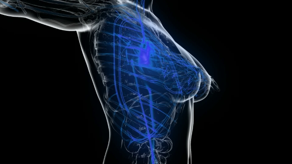 Human Body with Glow Blood Vessels alt