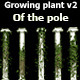 Growing plant v2 of the pole - VideoHive Item for Sale