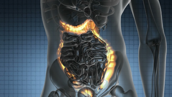 Anatomy Scan of Human Colon alt