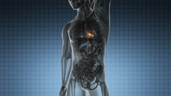 Anatomy Scan of Human Heart alt