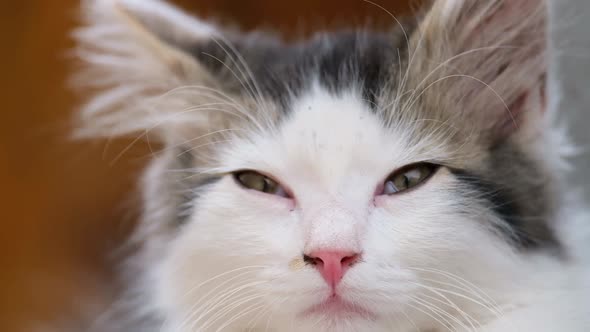 Beautiful Little Black and White Pussy Looks at the Camera