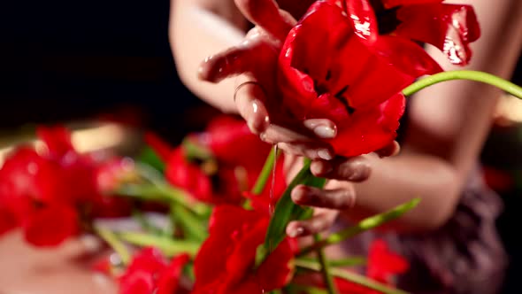 Woman is Taking Red Tulips From Water Closeup View Fabulous and Passionate Shot