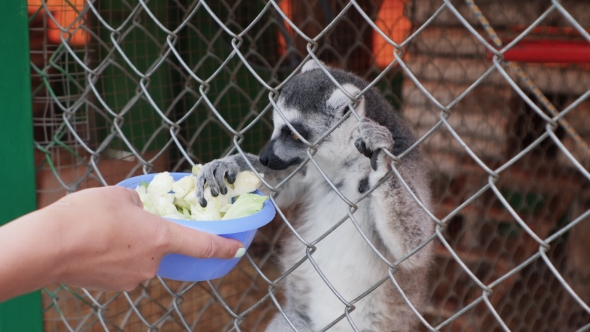 Feeding Lemurs In A Cage In A Zoo