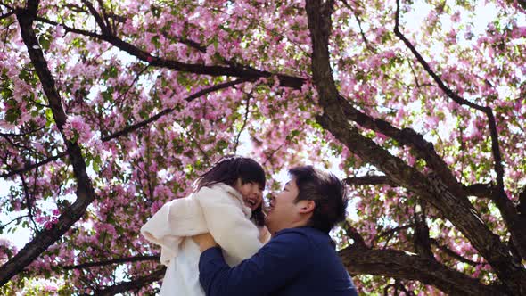 Korean Family Having Fun  Father Lifts Daughter in His Arms in the Blooming Sakura Garden