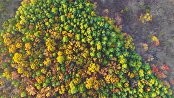 Autumn Forest From a Height of Flight Yellow Leaves Trees Deciduous