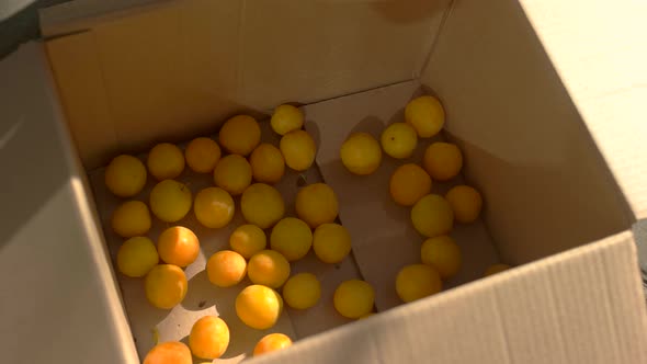 Fruits Falling Into a Box.