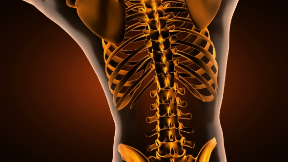 Human Bones Radiographic Scan alt