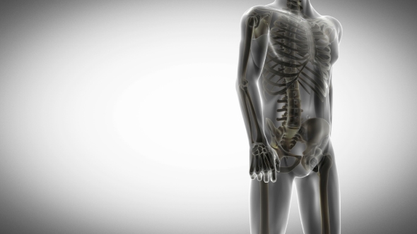 Human Bones Radiographic Scan alt