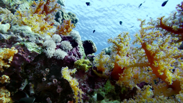 Colorful Fish on Vibrant Coral Reef, Red Sea