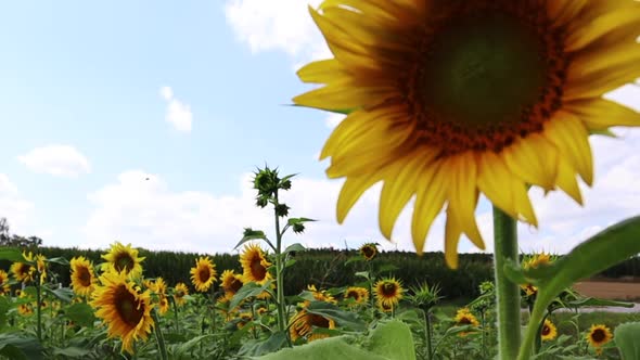 Sunflower Field. The Camera Slowly Moves Up, Focusing On The Flower