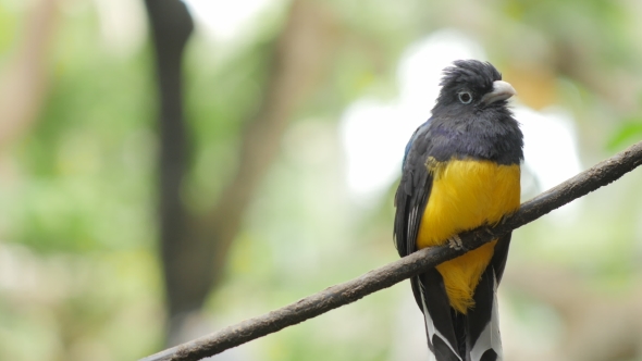 Green-Backed Trogan Bird. Exotic Animal