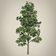 Vray Ready Tree - 3DOcean Item for Sale