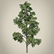 Vray Ready Tree - 3DOcean Item for Sale
