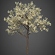 Vray Ready Flower Tree - 3DOcean Item for Sale