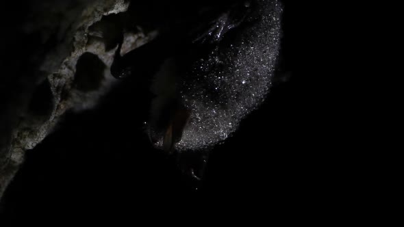 Bat in a cave covered with dewdrops appears from darkness