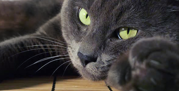 Cat in Room - Laying on Floor - 06